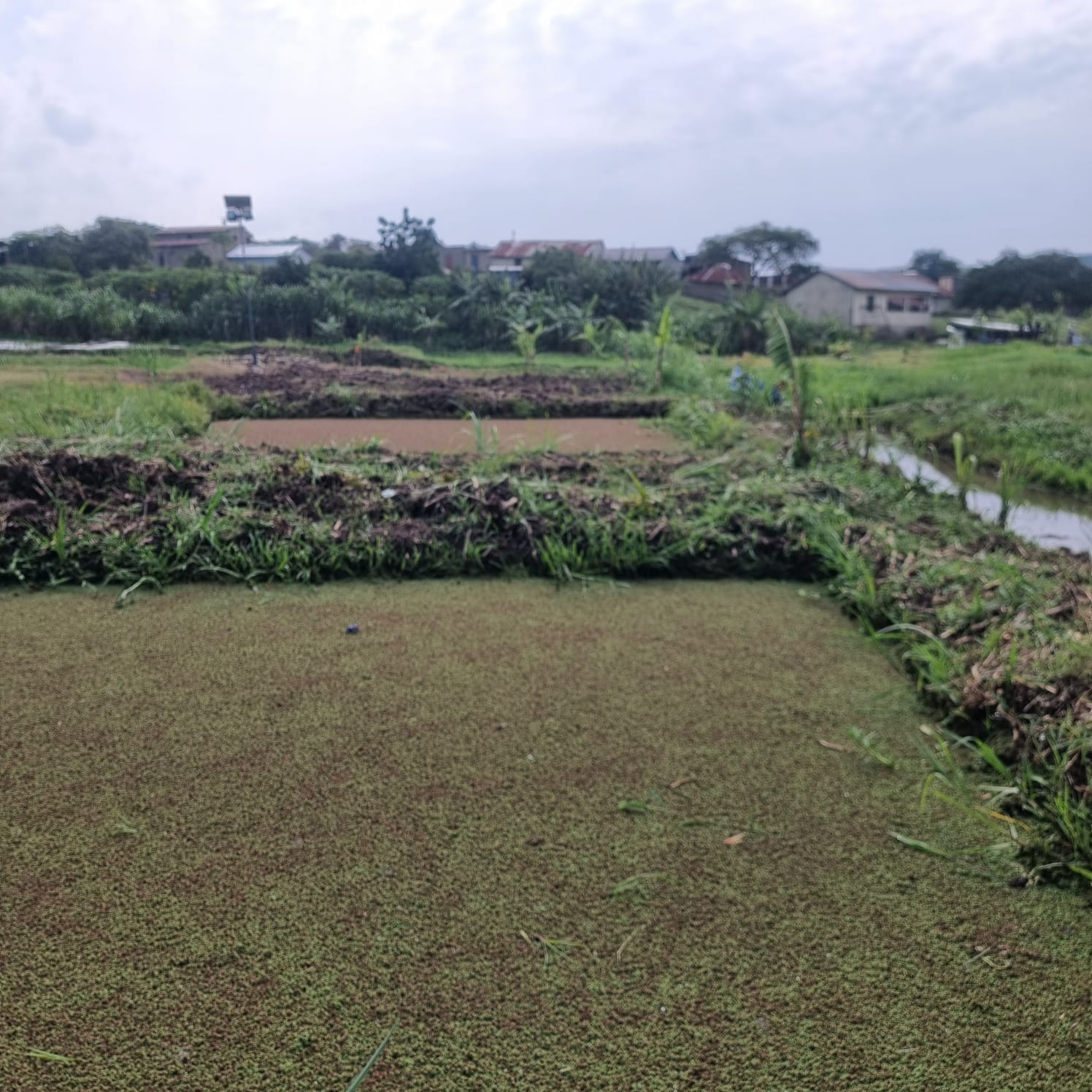 Azolla as fish feed